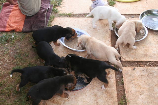 There are always more puppies waiting for good homes